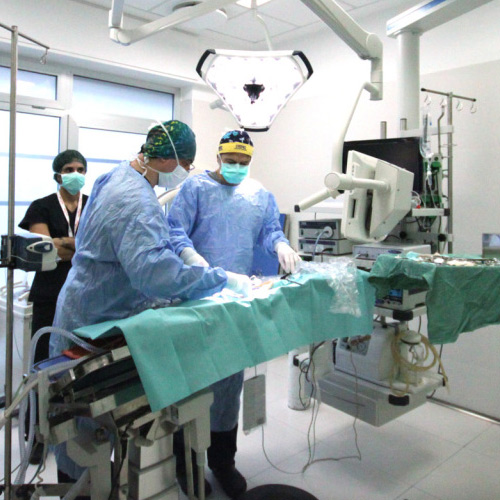 Endoscopia e chirurgia mini-invasiva per il cane e per il gatto