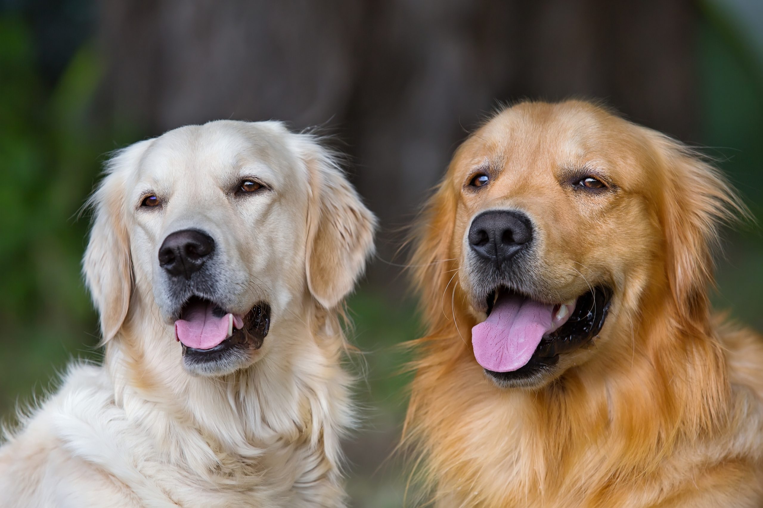 Portrait of two young dogs playing in the meadow